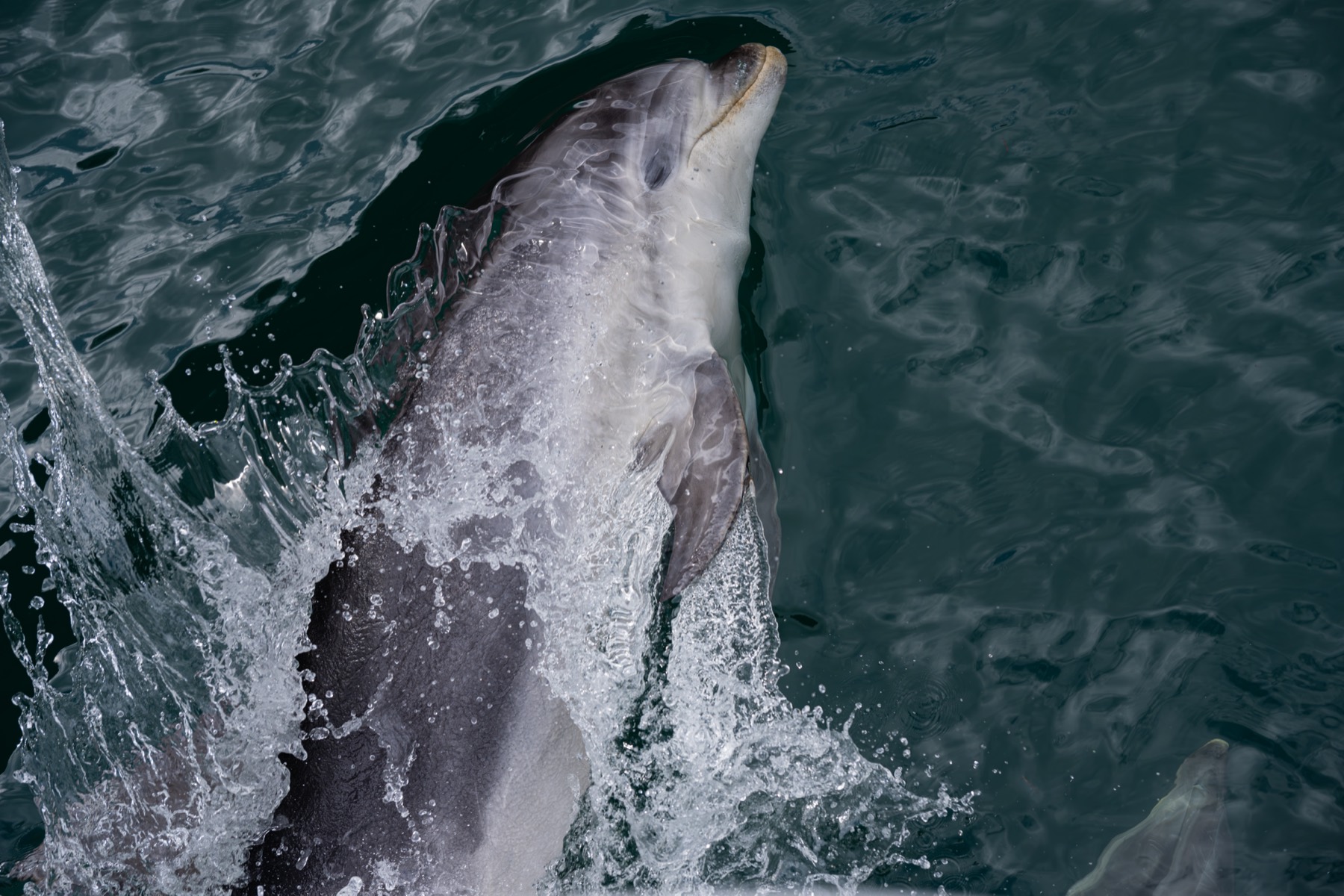 新西兰 第 4 张照片