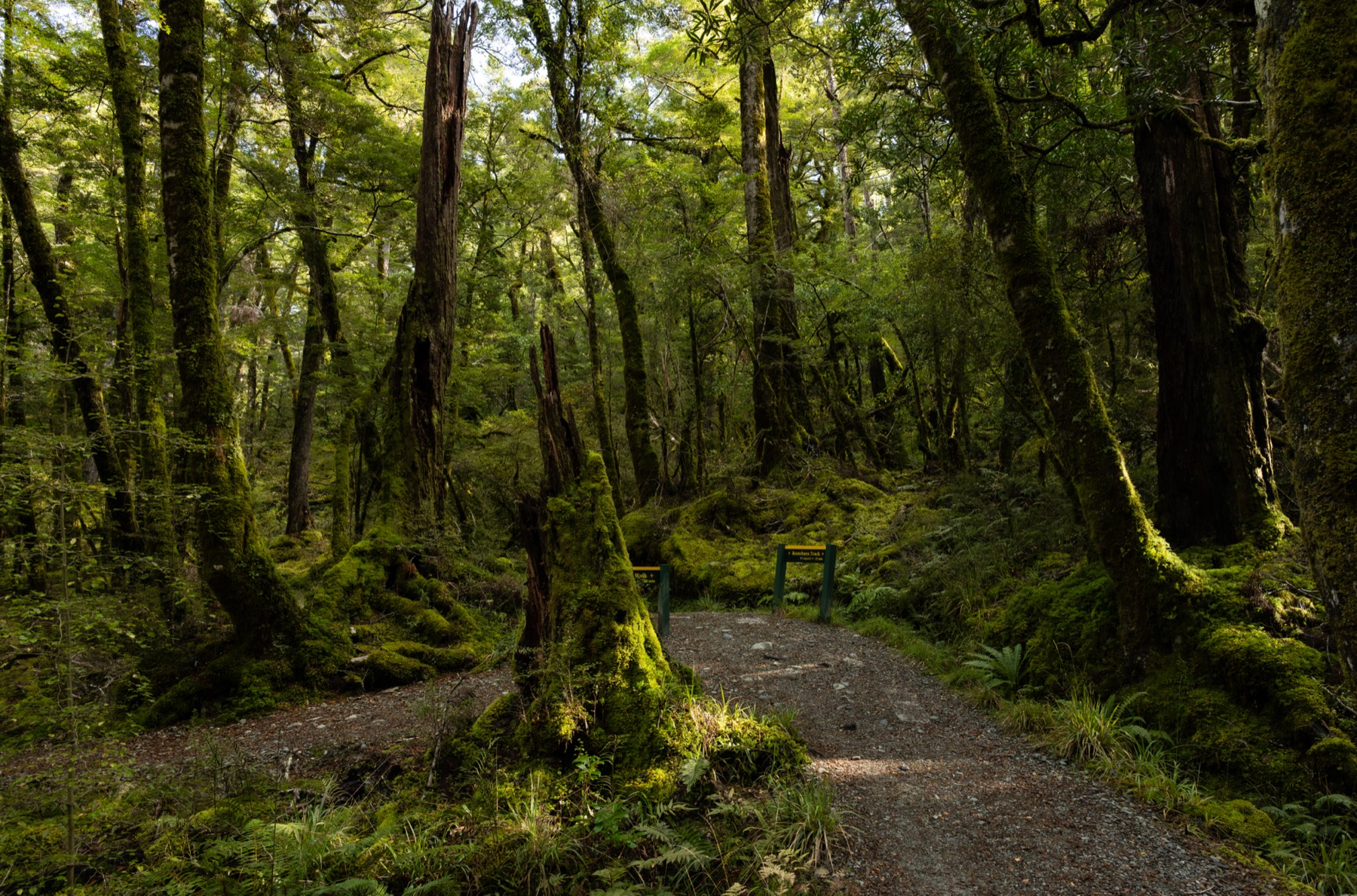 新西兰 第 5 张照片