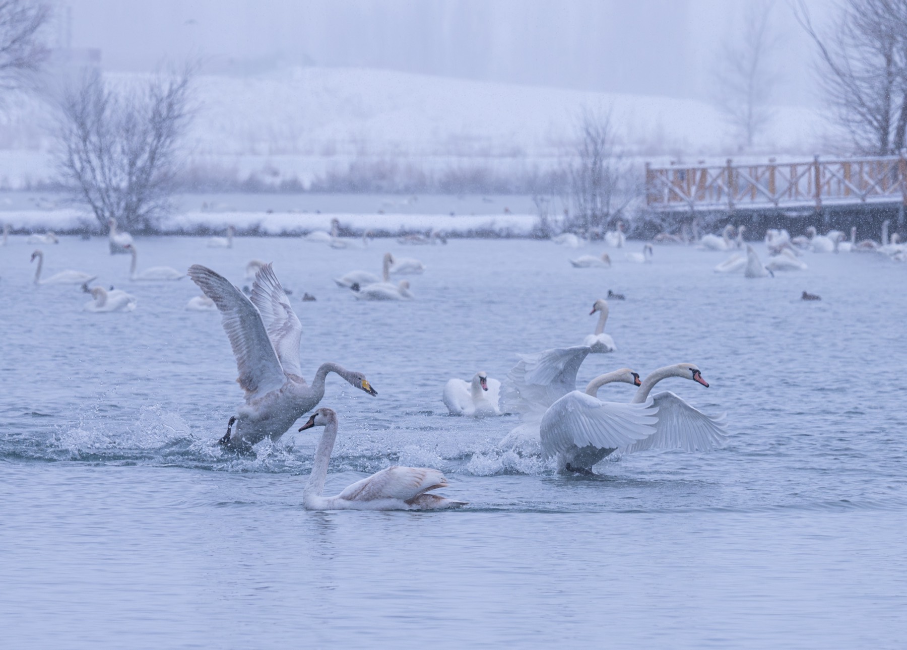 新疆阿勒泰 第 3 张照片